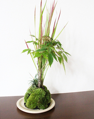 苔玉作りはいかがでしたか