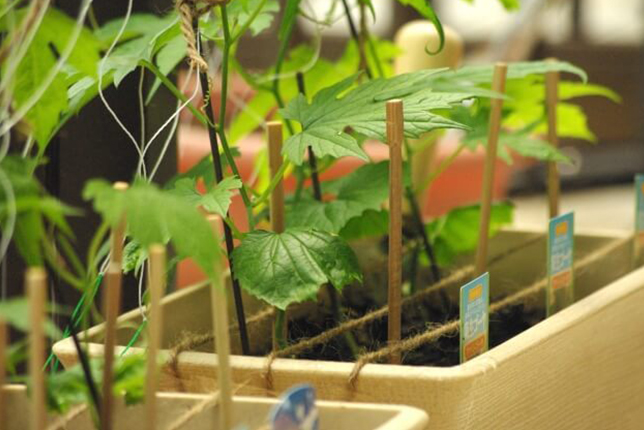 花や実が楽しめるグリーンカーテン