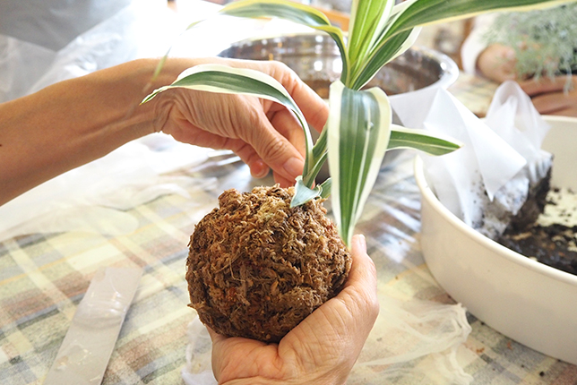 テグス糸で苔を固定する