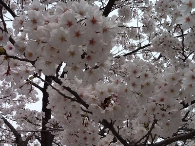 満開の桜
