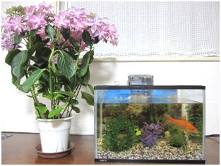 我が家に来て3年めの大きな金魚