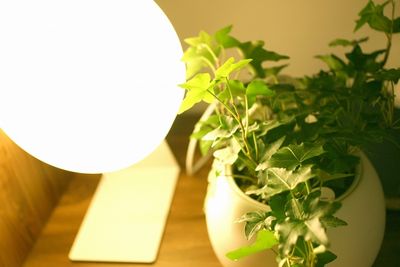 丸い照明 観葉植物